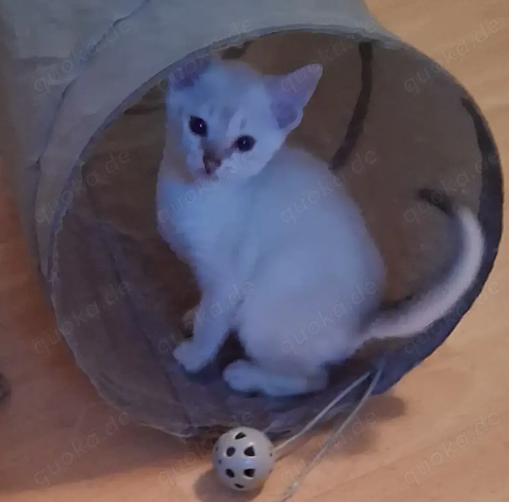 Katerchen sucht sein Zuhause Katerchen sucht sein Zuhause