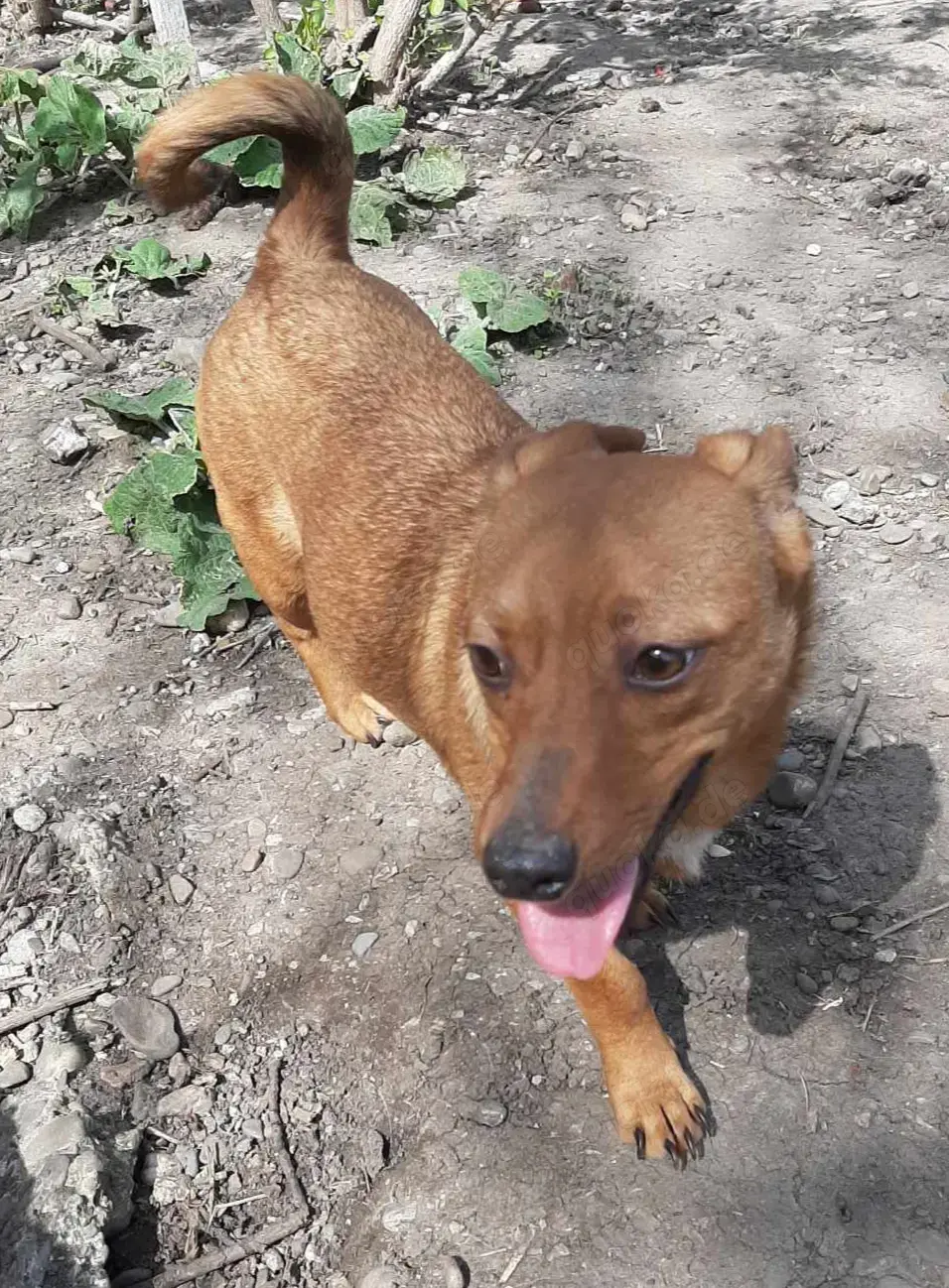 Leonie sucht ein liebevolles Zuhause für immer