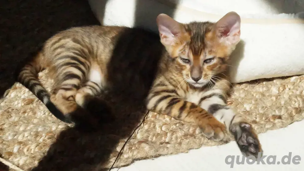 Toyger Kätzchen