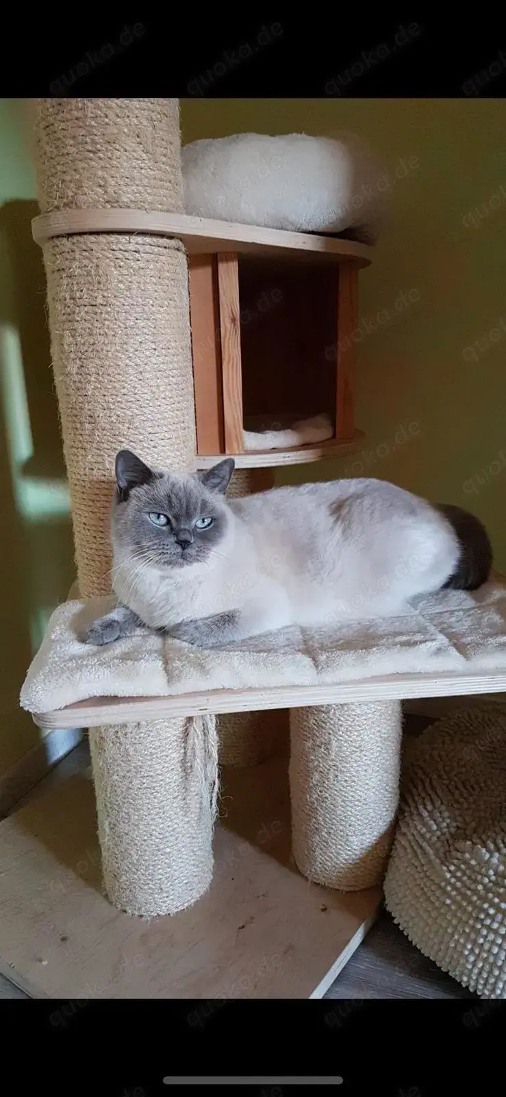 BKH Point Katze zu verschenken 