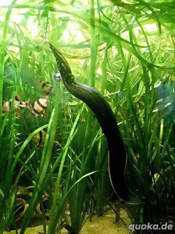 Feuerstachelaal Feuerstachelaal
