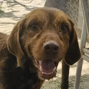 Keanu, geb. ca. 01 2022, lebt in GRIECHENLAND, auf einer privaten Pflegestelle 