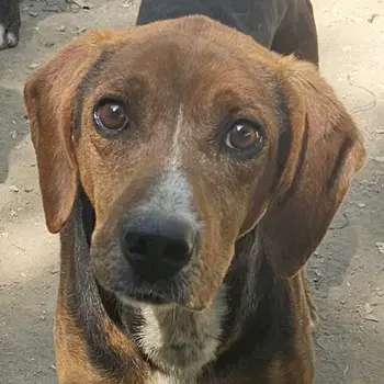 Gavin, geb. ca. 05 2022, lebt in GRIECHENLAND, auf einer privaten Pflegestelle 