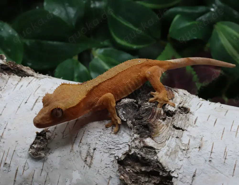 0.1 Red Bicolor Correlophus ciliatus 0.1 Red Bicolor Correlophus ciliatus