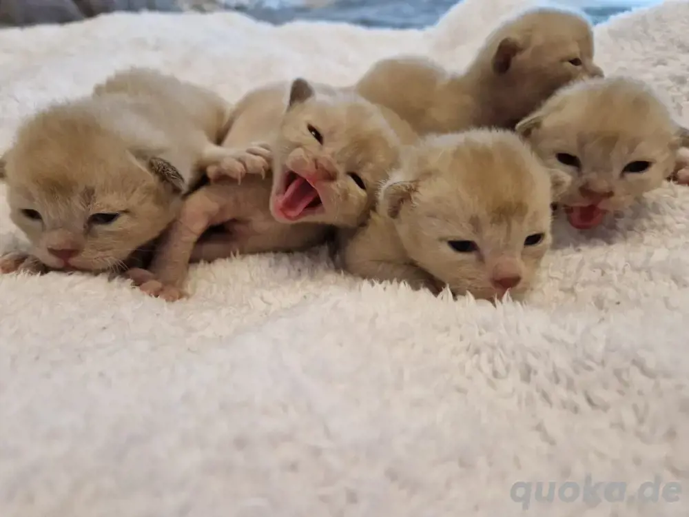 Katzen Burma Kitten 