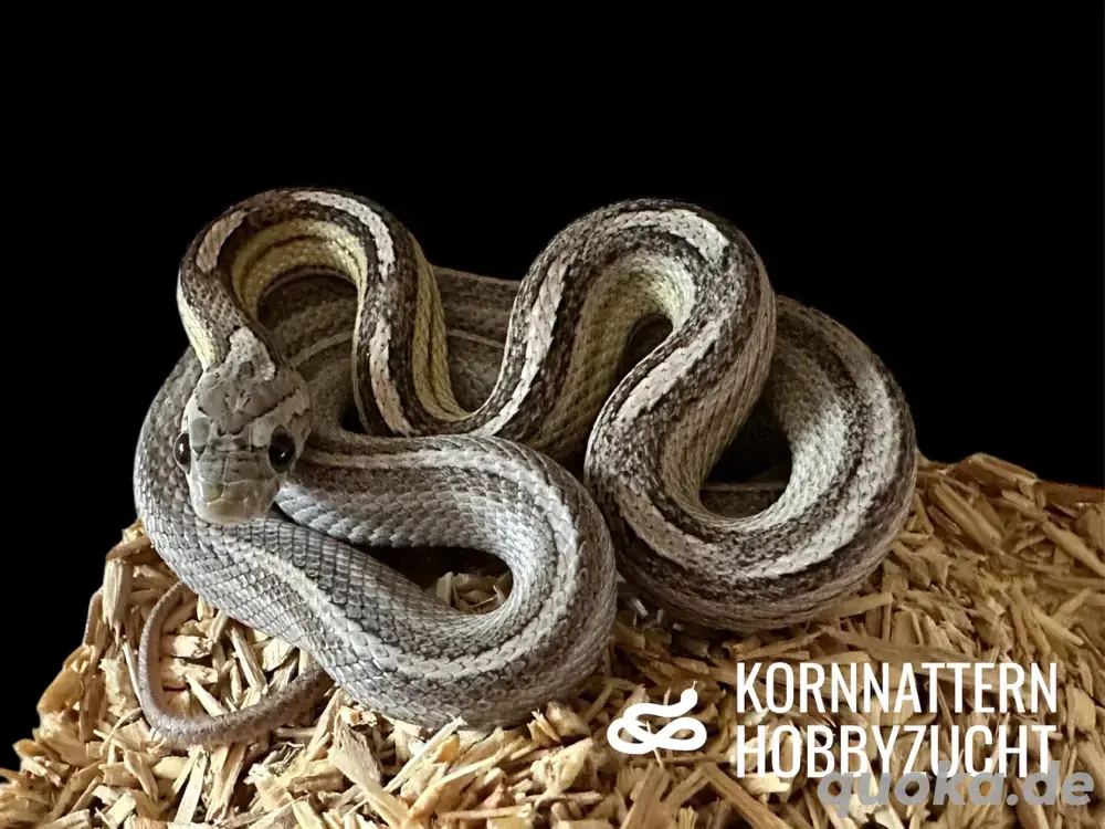 Kornnatter ENZ 2024 Bloodred Pied, Landrace Lava Okeetee, Sunkissed Anery Motley Tessera u.a. Kornnatter ENZ 2024 Bloodred Pied, Landrace Lava Okeetee, Sunkissed Anery Motley Tessera u.a.