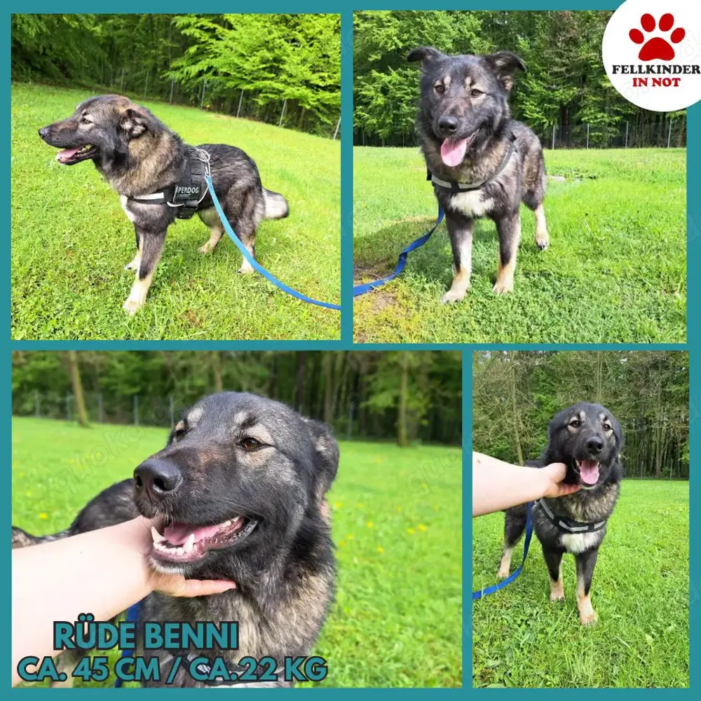 Benni mittelgroßer Mischlingshund Mischling Rüde sucht Zuhause oder Pflegestelle