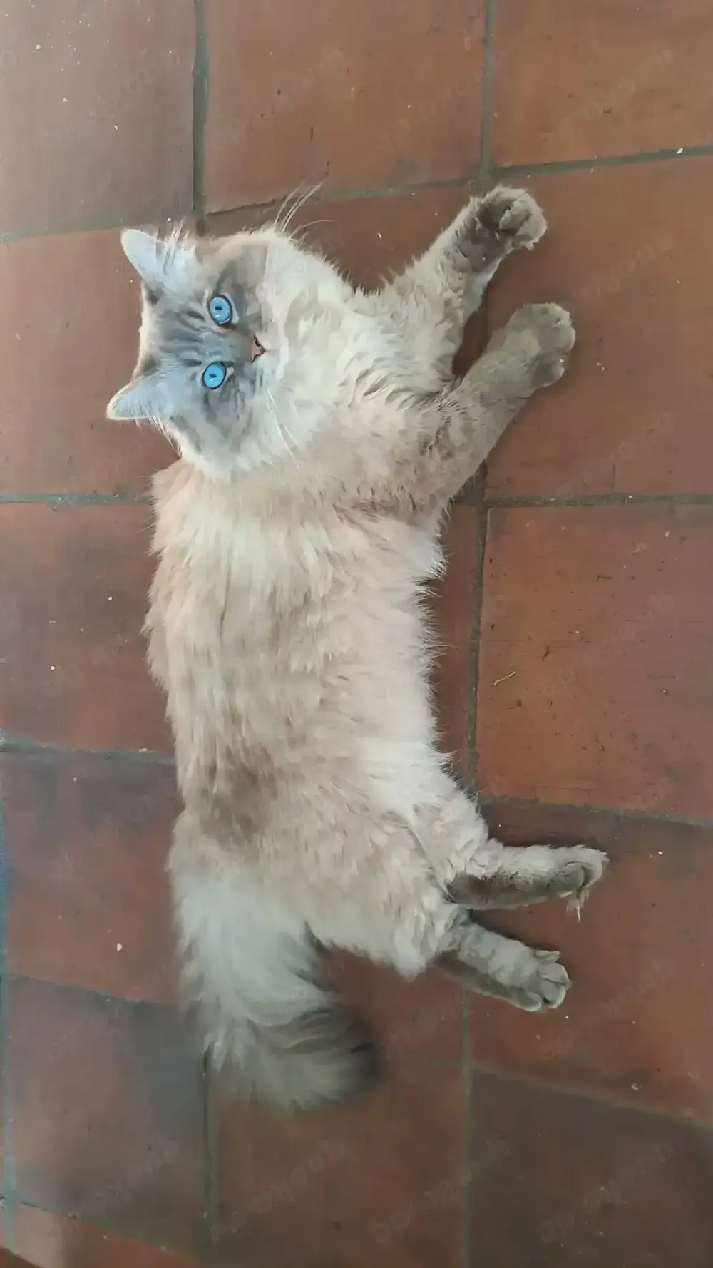 Deckkater Ragdoll Deckkater Ragdoll