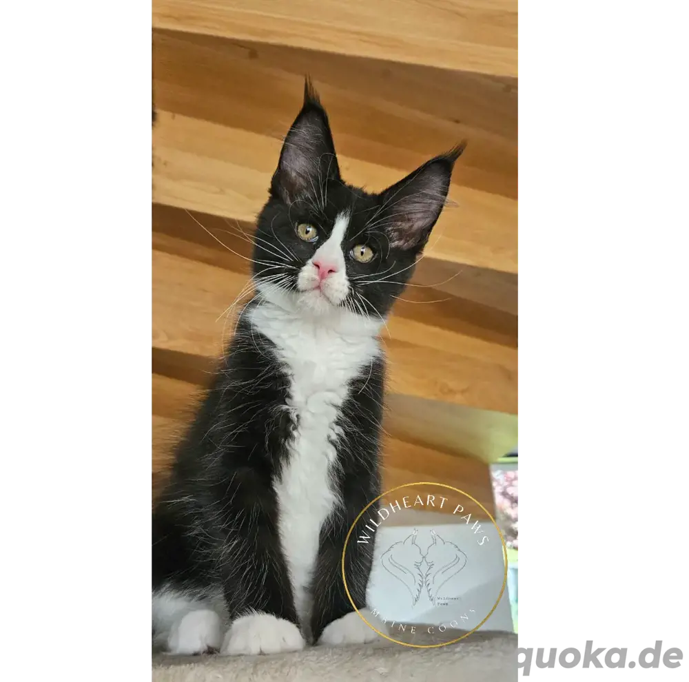 Maine Coon Kitten, TOP, majestätische Verpaarung