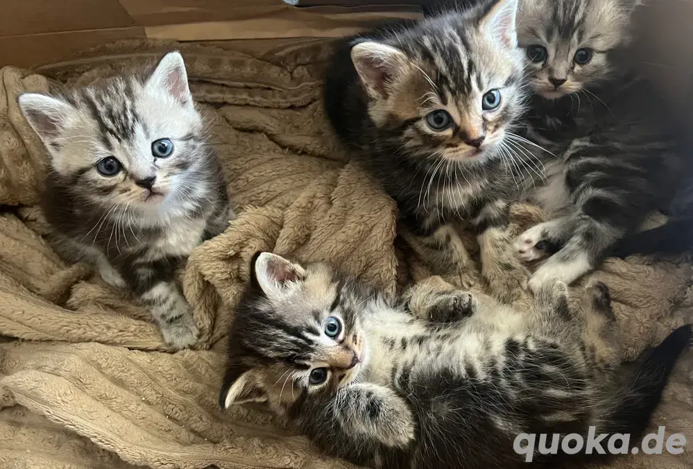 Maine Coon Brittisch Kurzhaar Kitten Maine Coon Brittisch Kurzhaar Kitten