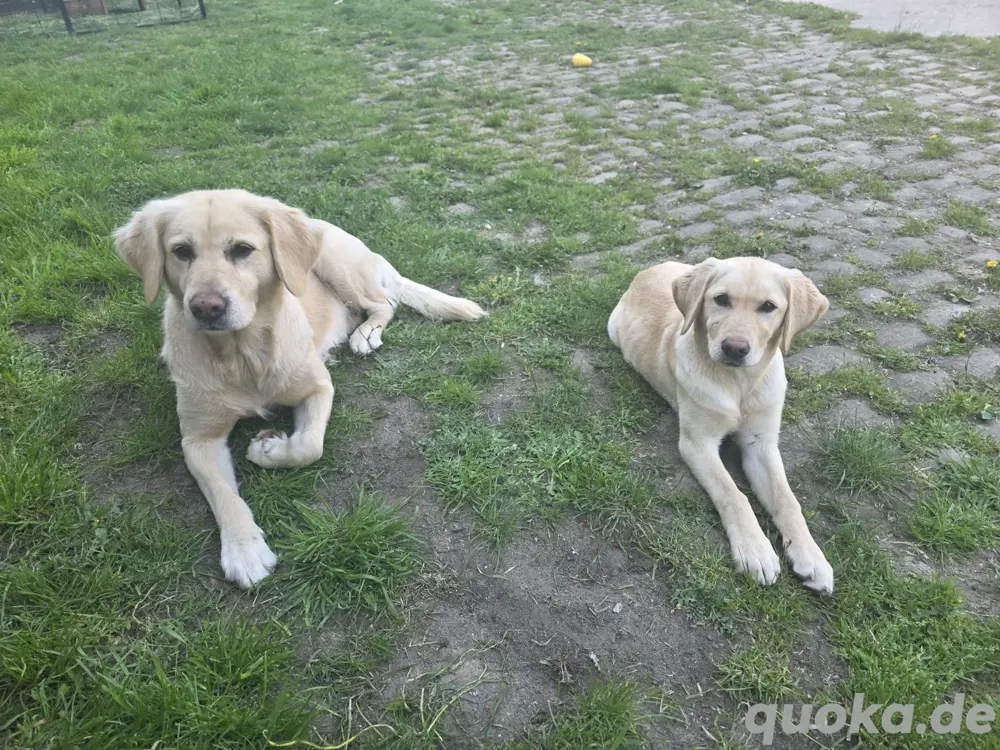 goldator hündin 