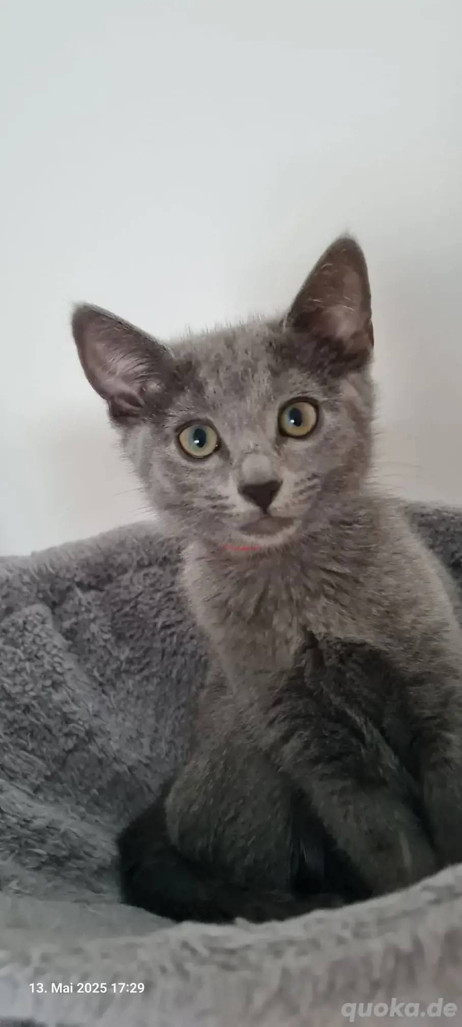 Russisch blau kitten Russisch blau kitten