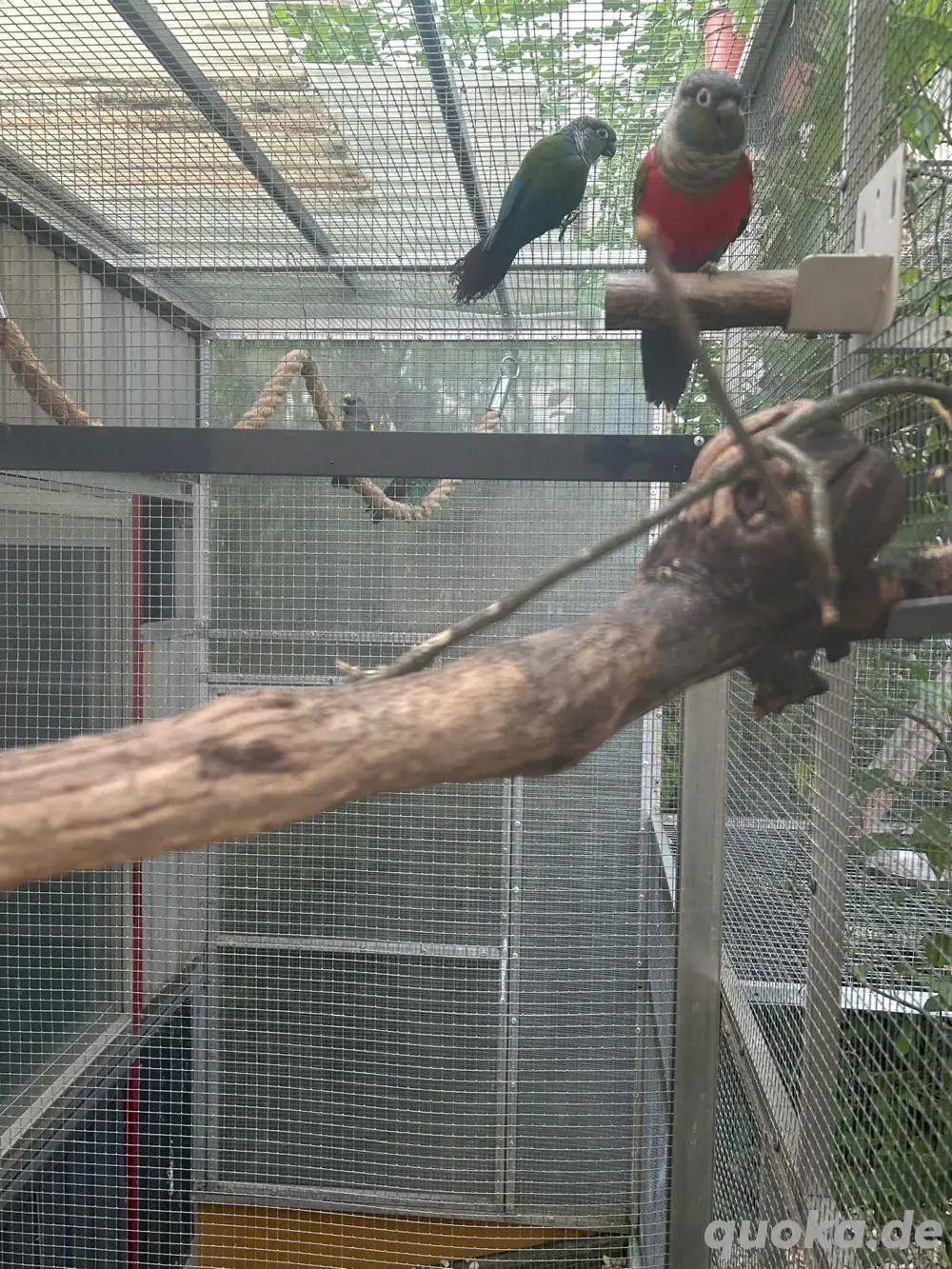 Pyrhurra P.Perlata - Rotbauchsittich