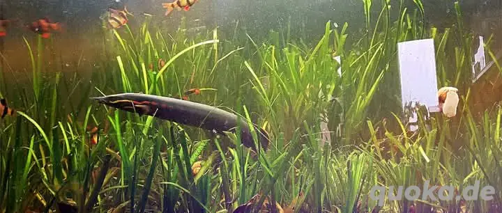 Feuerstachelaal (0.0.1   50cm)