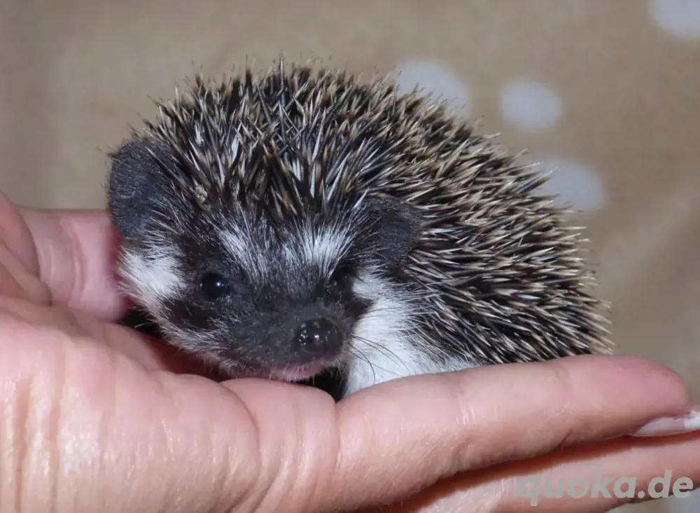 Zuckersüße Weißbauchigel auf Wohnungssuche