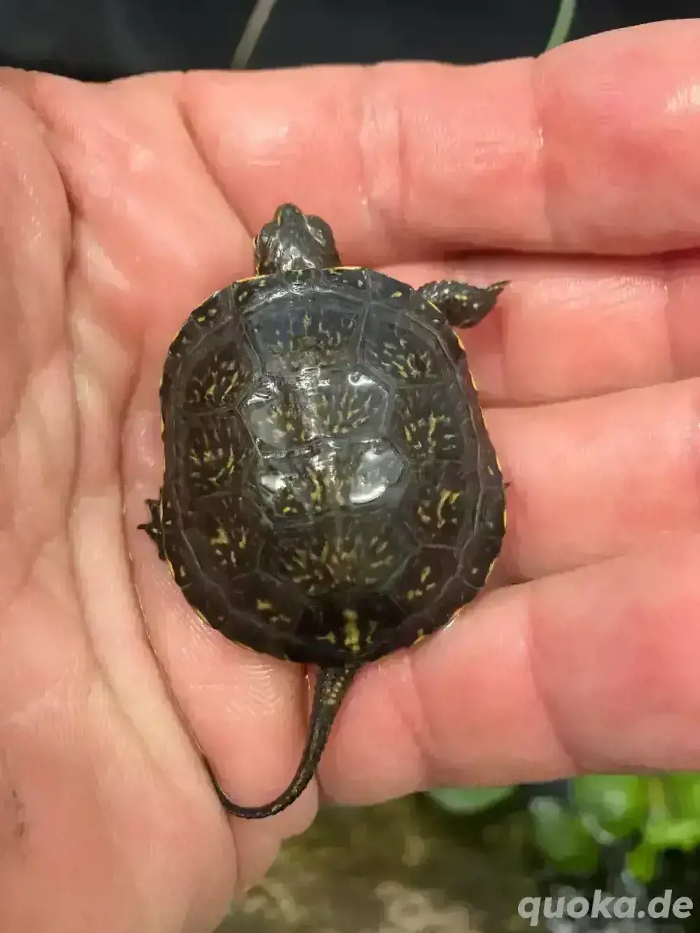 kleine Form-Europäische Sumpschildkröte - Emys orbicularis capolongoi (Sardinien) NZ von 2024 kleine Form-Europäische Sumpschildkröte - Emys orbicularis capolongoi (Sardinien) NZ von 2024