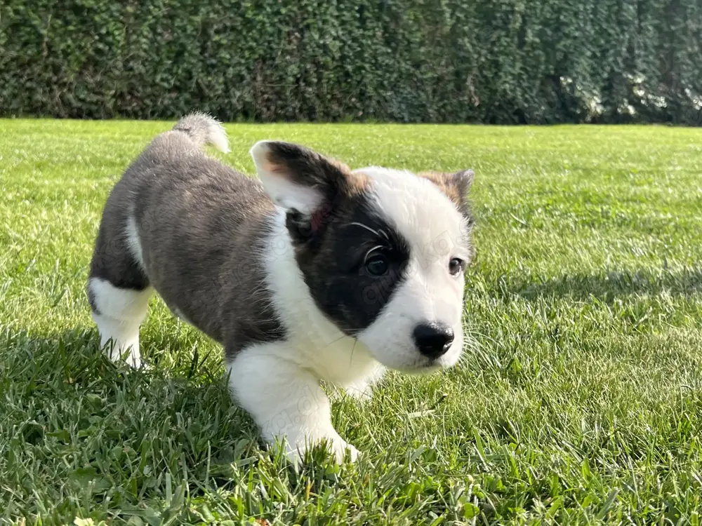 Welsh Corgi Cardigan Hündin,  FCI-Stammbaum (Polen)