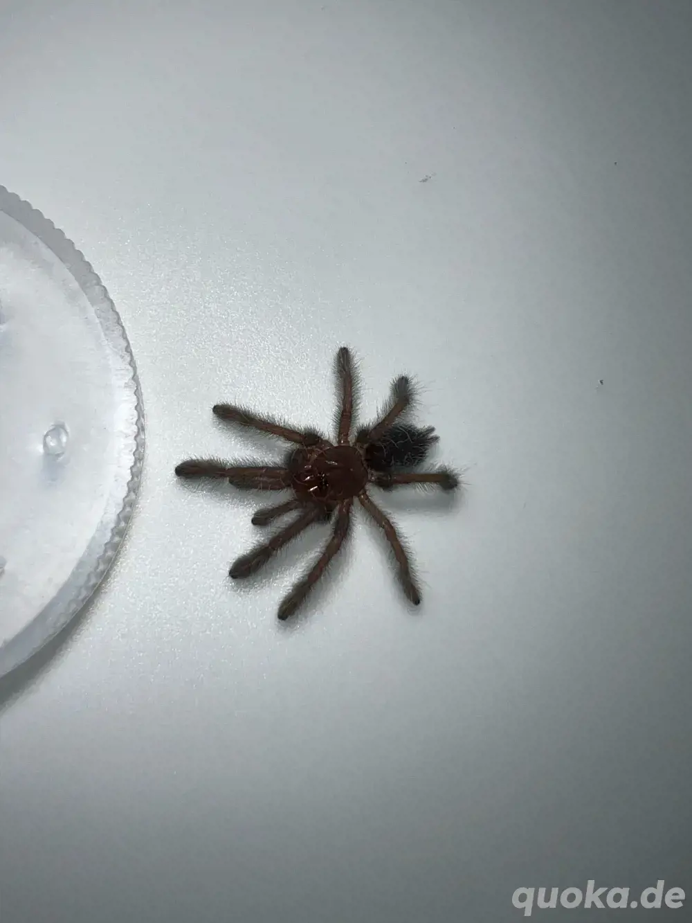 Phormingochilus hatihati slings