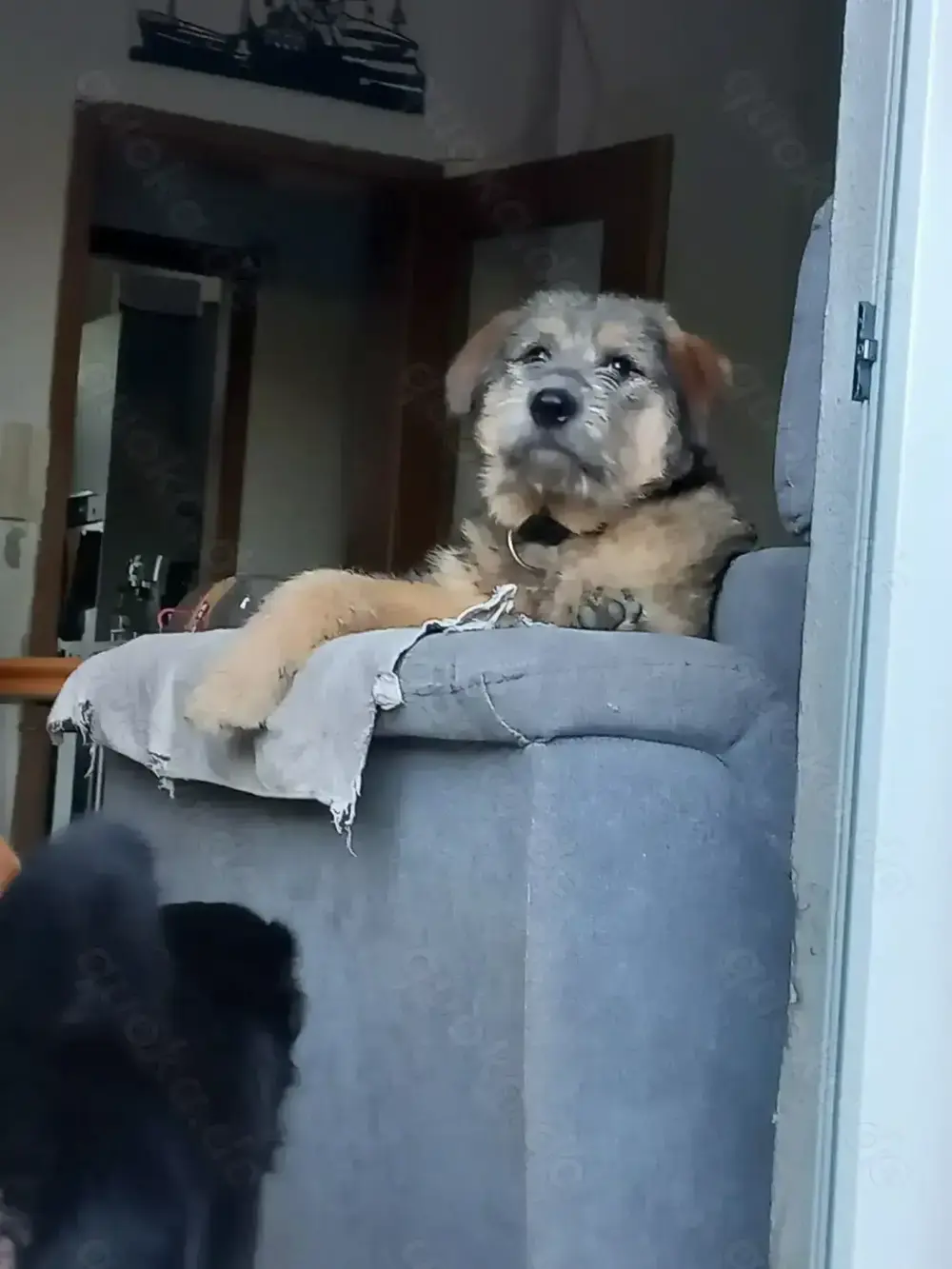 Mausi sucht ihren Menschen