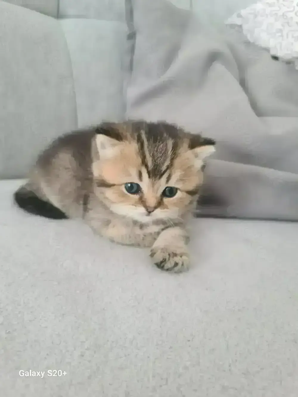 Bkh Kitten zu verkaufen Bkh Kitten zu verkaufen