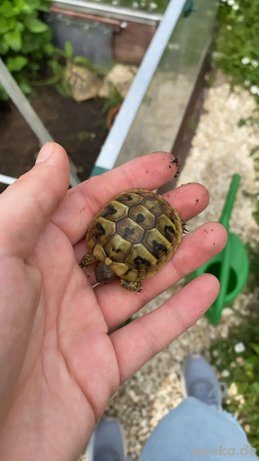 Griechische Landschildkröten - Nachzuchten aus 2024