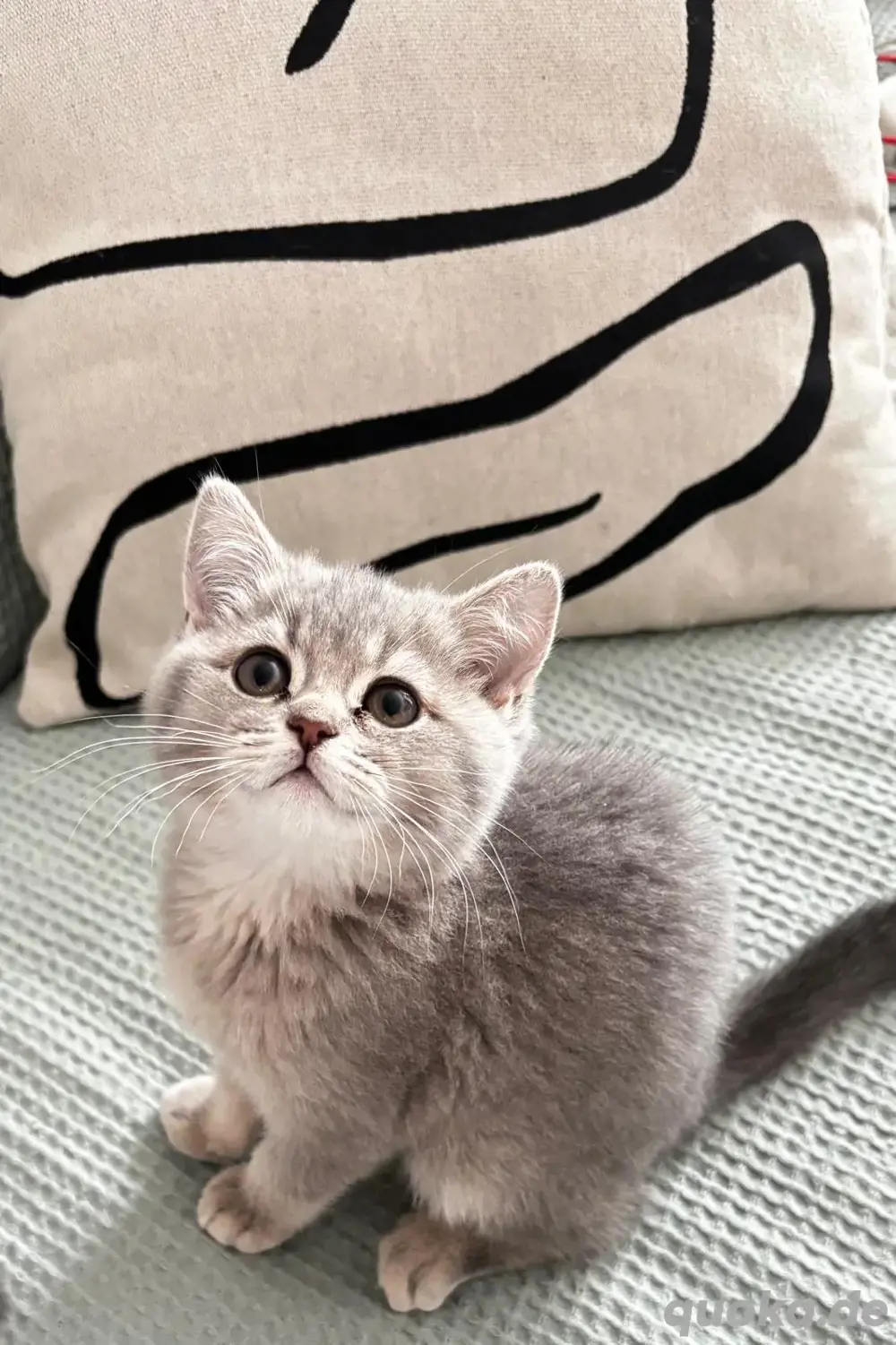 süße Katzen suchen ein neues Zuhause. Geimpft. süße Katzen suchen ein neues Zuhause. Geimpft.