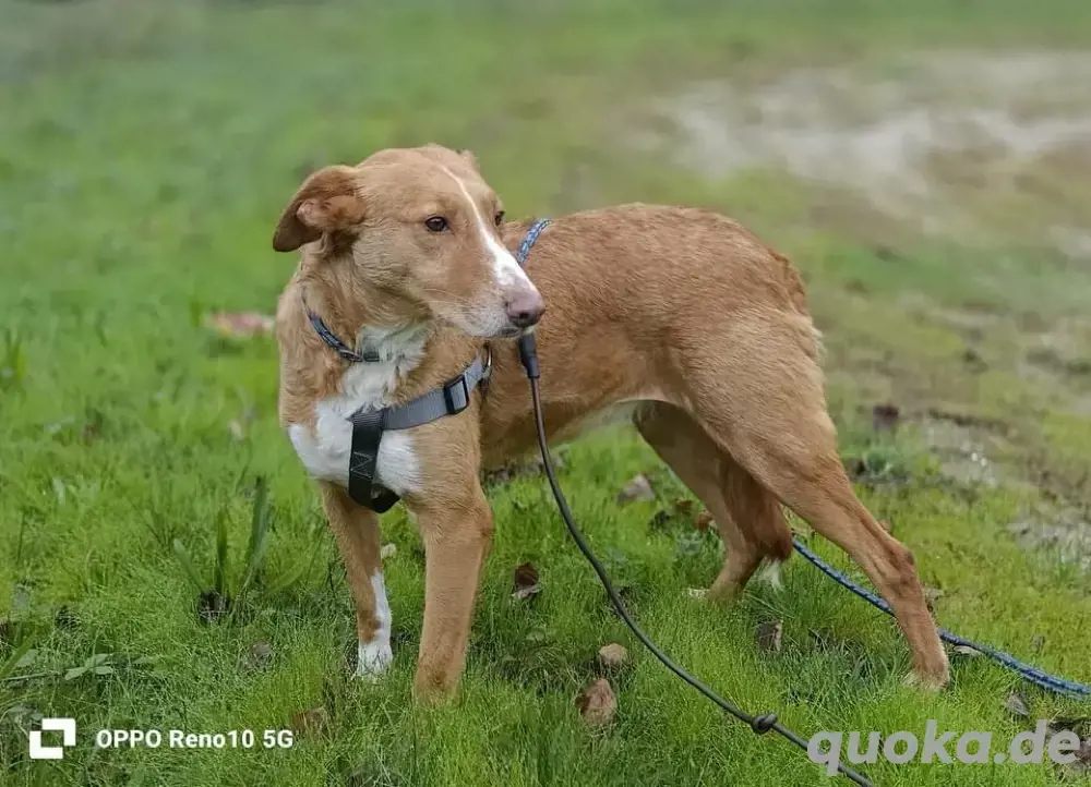 Unsere zarte Seele ROMY    sucht ein liebevolles Zuhause 