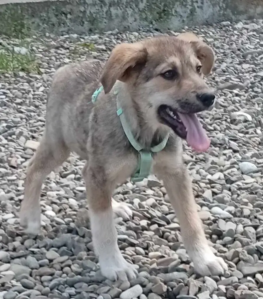 Husky-Mix 2 (geb. 02. 2025) im Tierheim in Bosnien sucht ein Zuhause