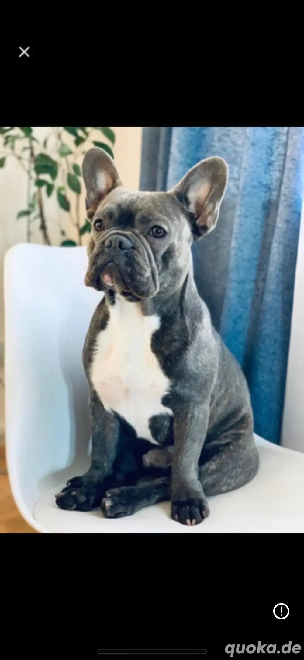 Französische Bulldogge Deckrüde