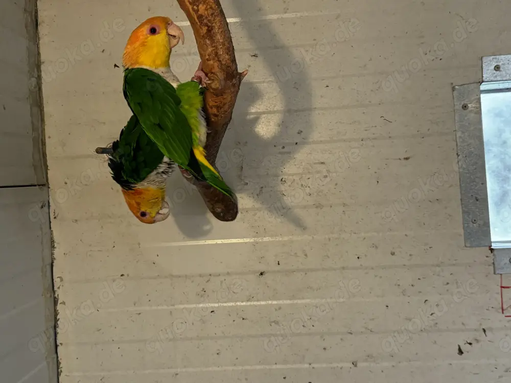 Grünschenklich Rostkappen 