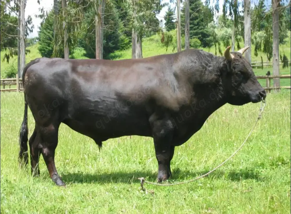Bull für Frauen und Paare
