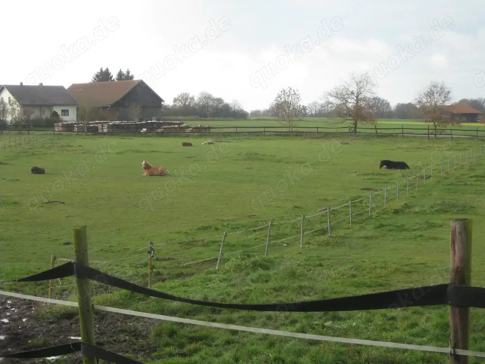 Offenstall   Einstellplatz f. braven Barhuf-Wallach frei (gegen Mithilfe)