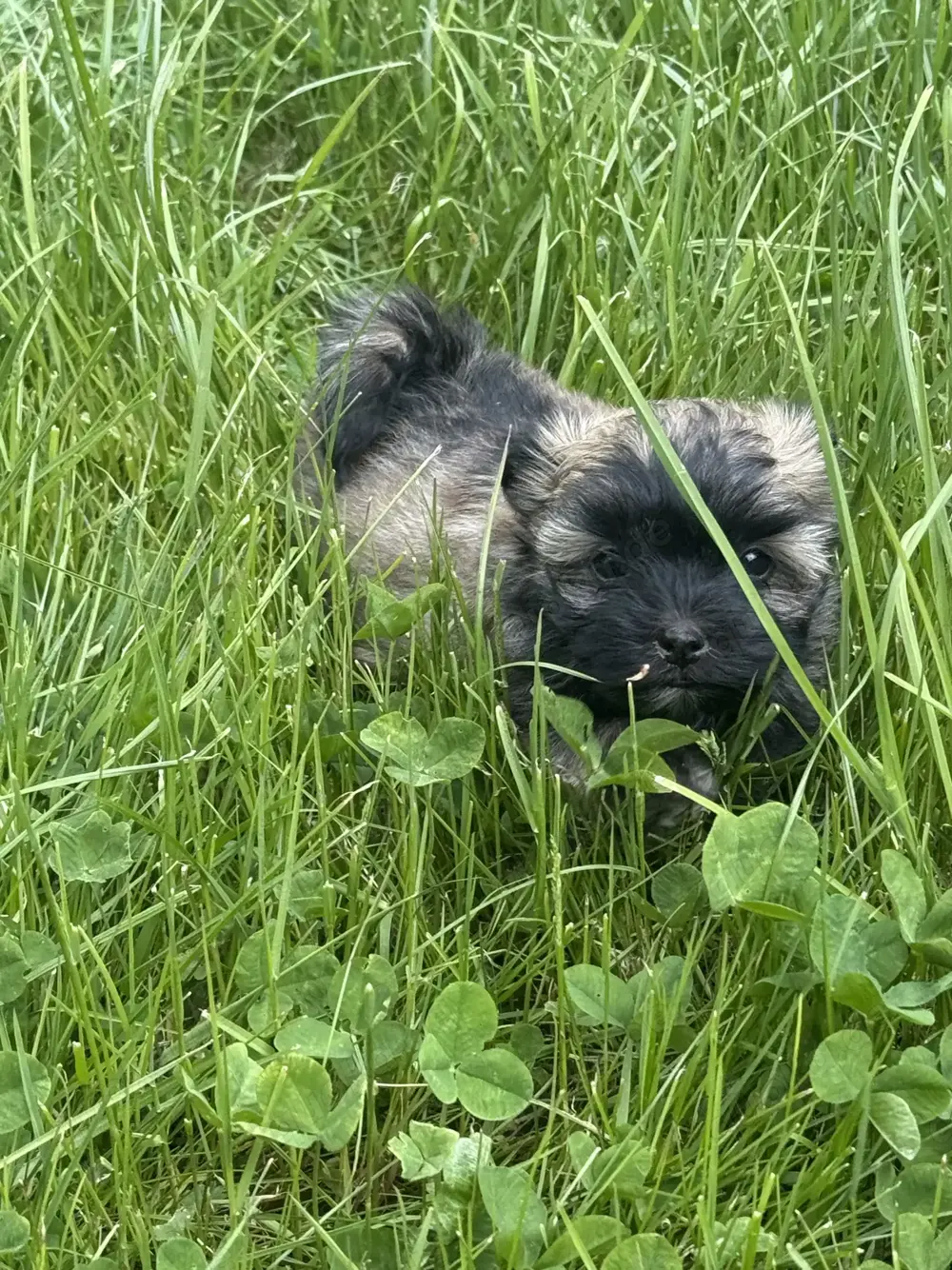Ab sofort nur noch 1 kleine Maus (Mädchen) frei....