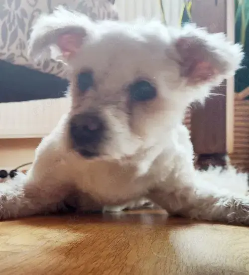 Giselle - kleine Fluse mit Handycap sucht Zuhause