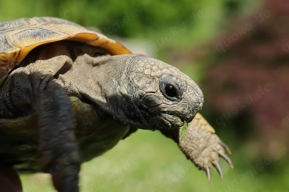 Griechische Landschildkröten, Jungtiere der letzten Jahre, ein Männchen von 1994