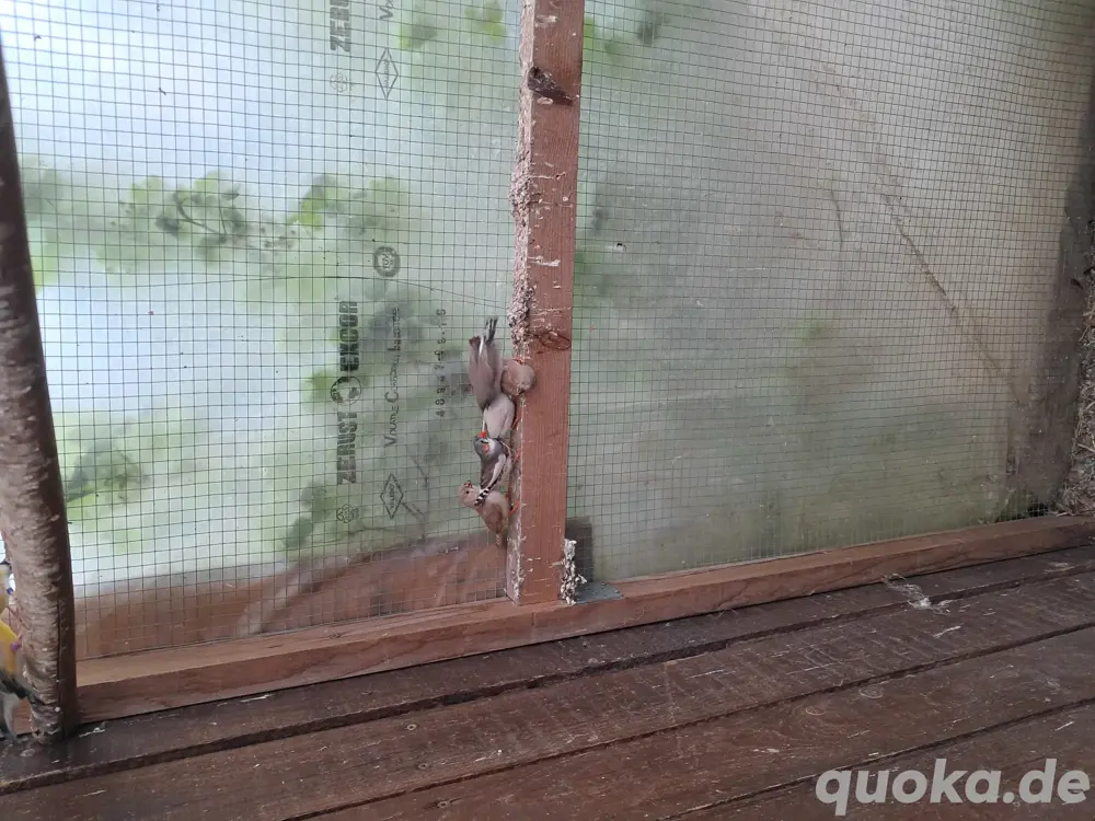 Zebrafinken zum verkaufen 