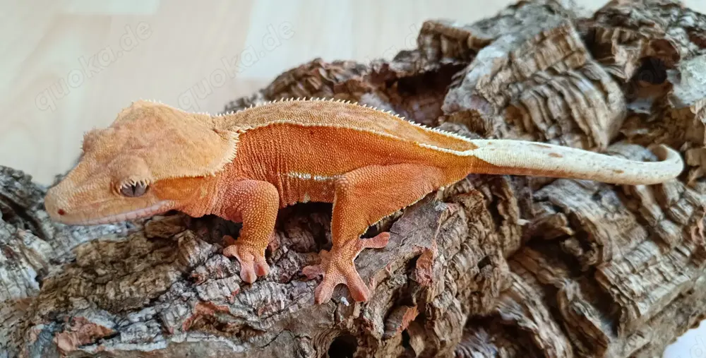 0.1 Red Phantom Pinstripe Correlophus ciliatus 0.1 Red Phantom Pinstripe Correlophus ciliatus