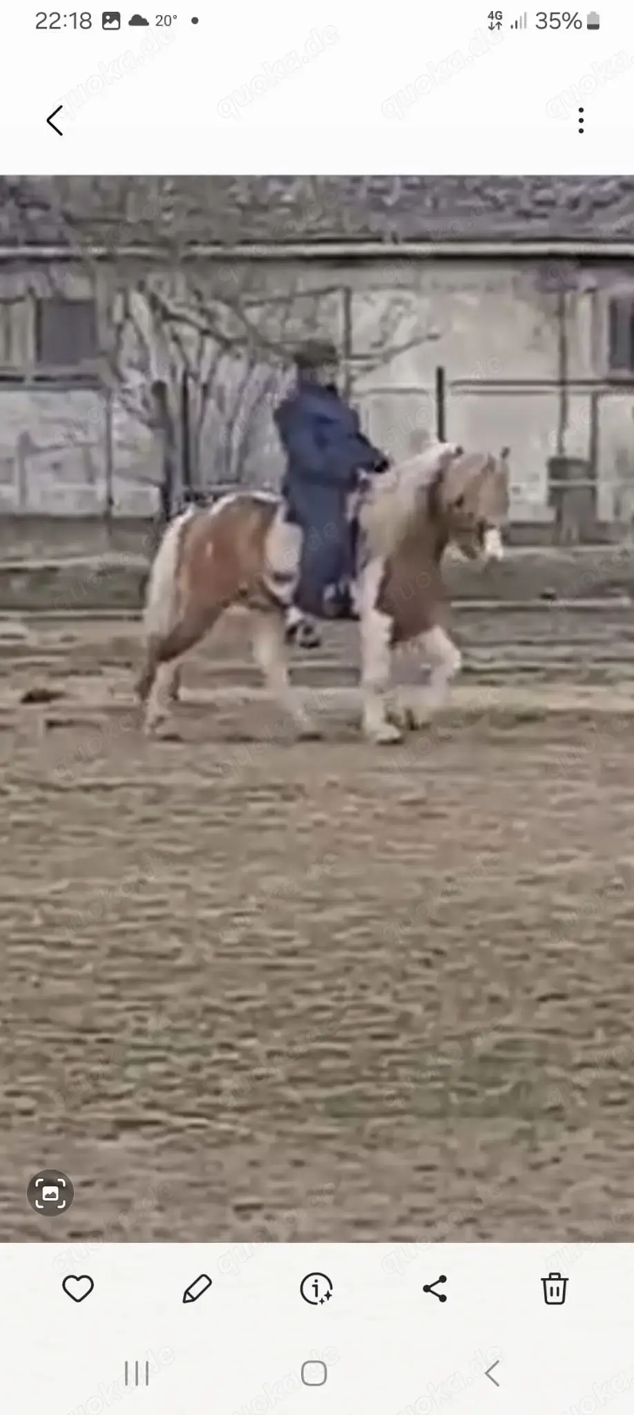 Biete Hilfe bei der Suche nach dem passenden Islandpferd