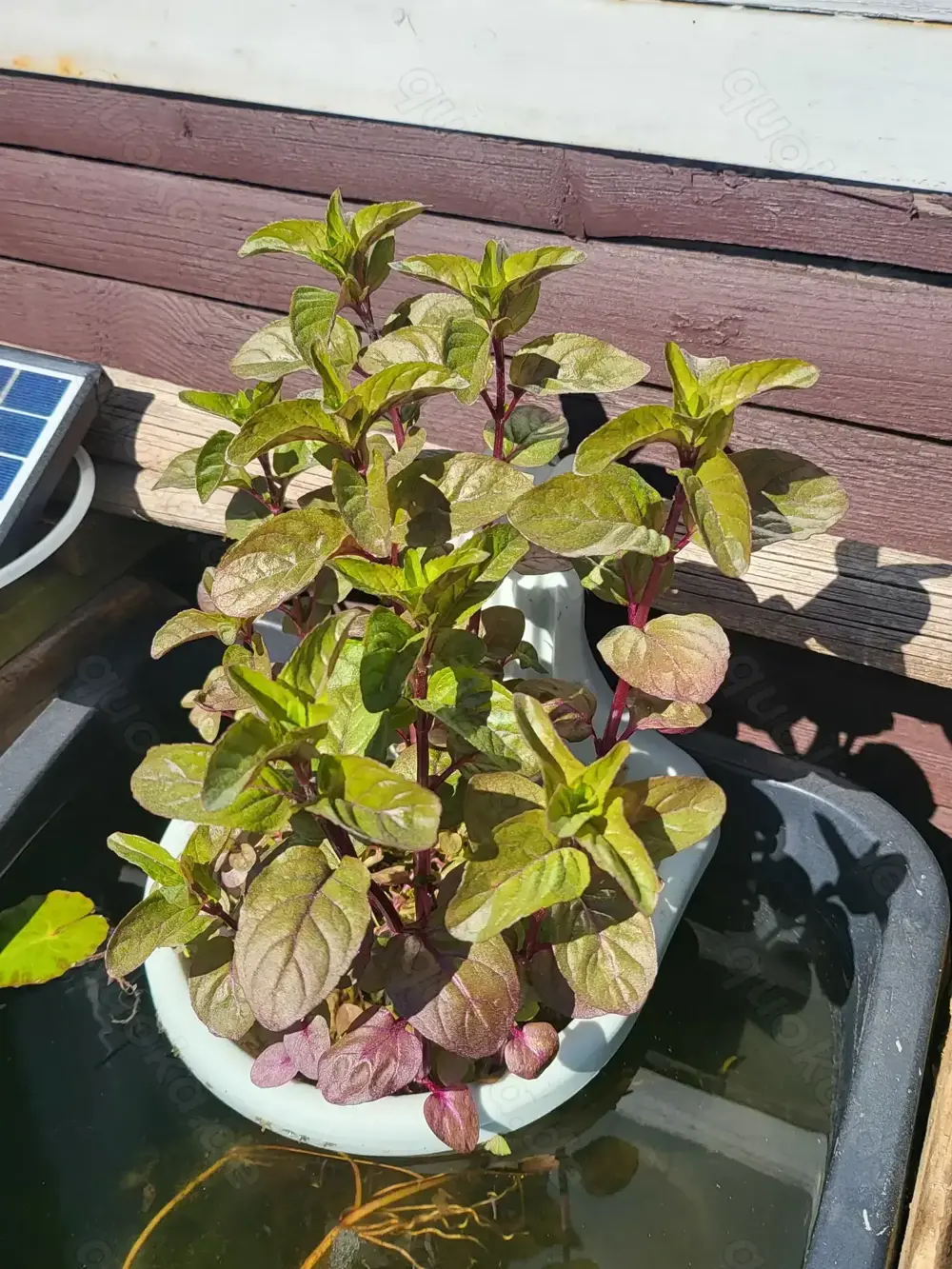 Wasserminze für Teich im Uferbereich 3 St. = 4 