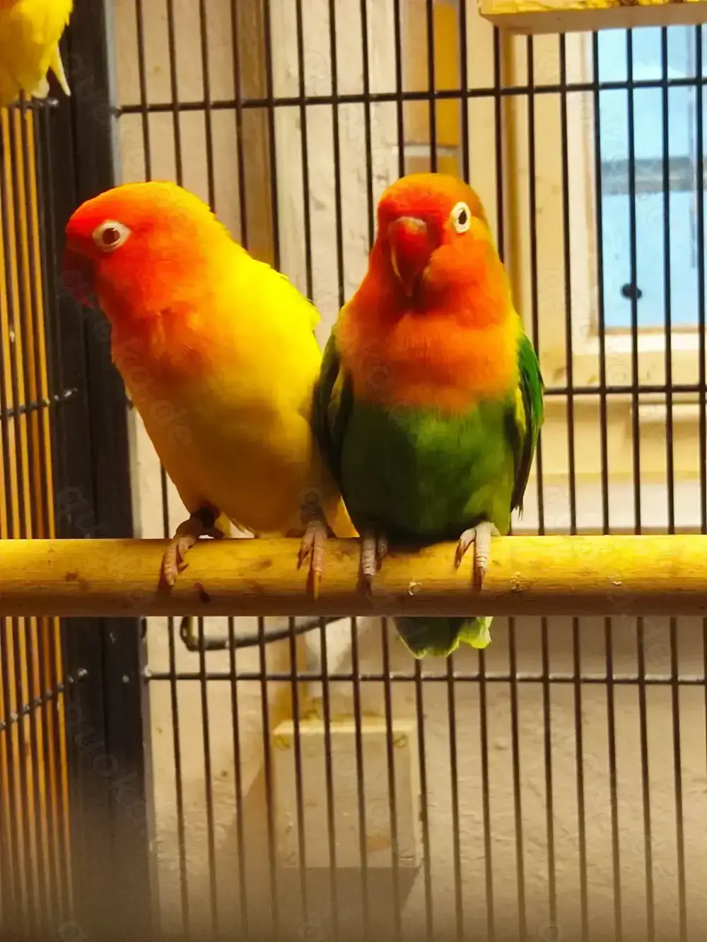 Pfirsichköpfchen Paar