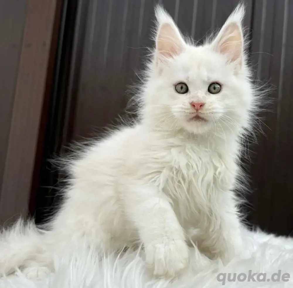 Maine-Coon-Kitten