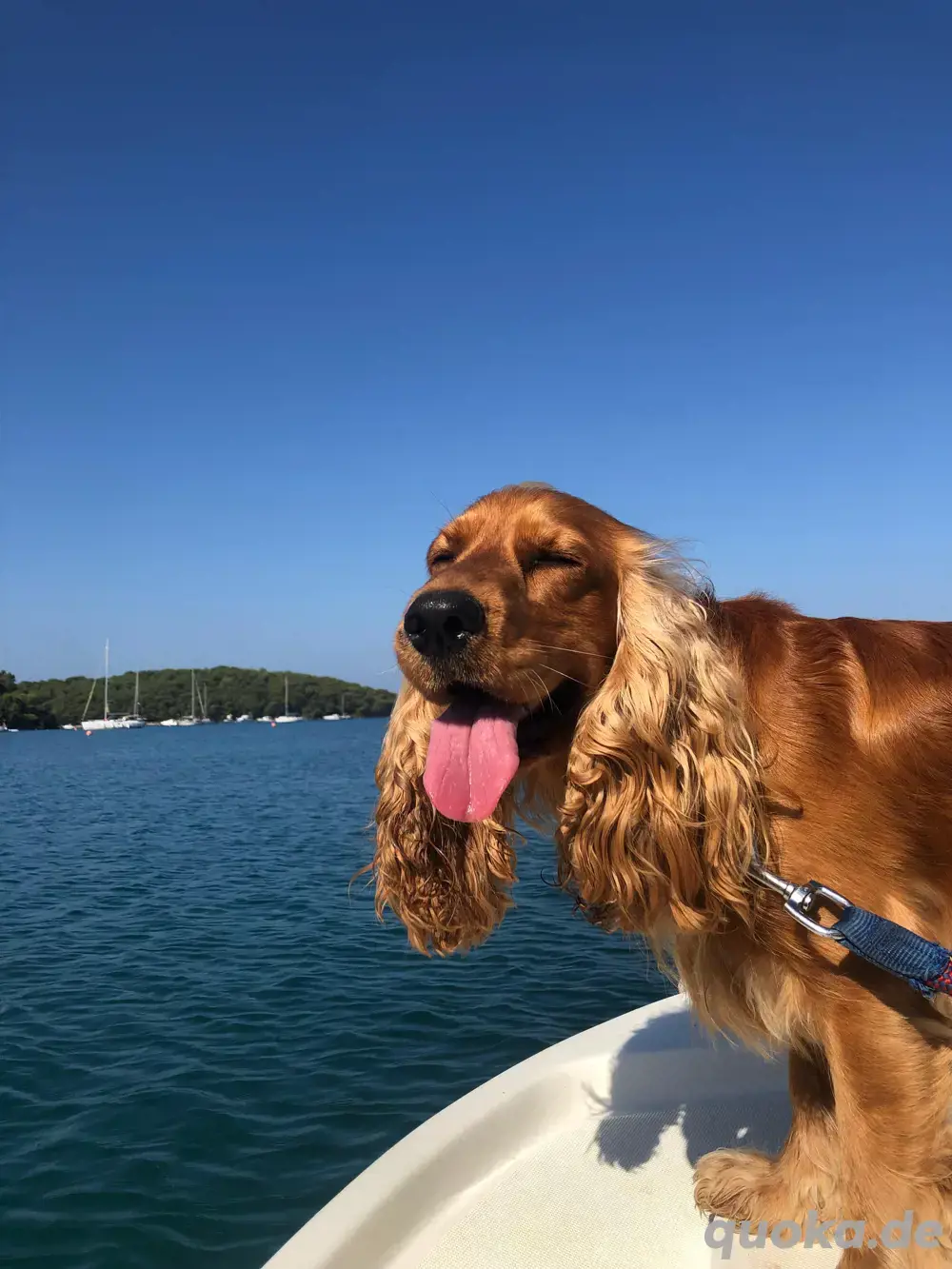Fantastischer junger Rüde bietet seine  Dienste den Hundedamen an