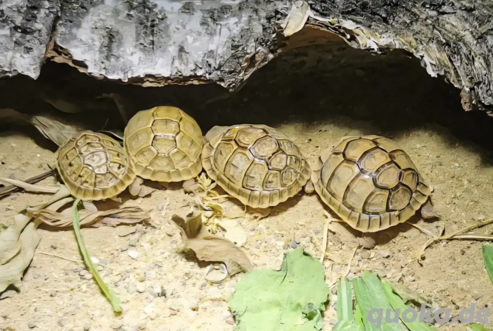 Testudo kleinmanni Ägyptische Landschildkröte