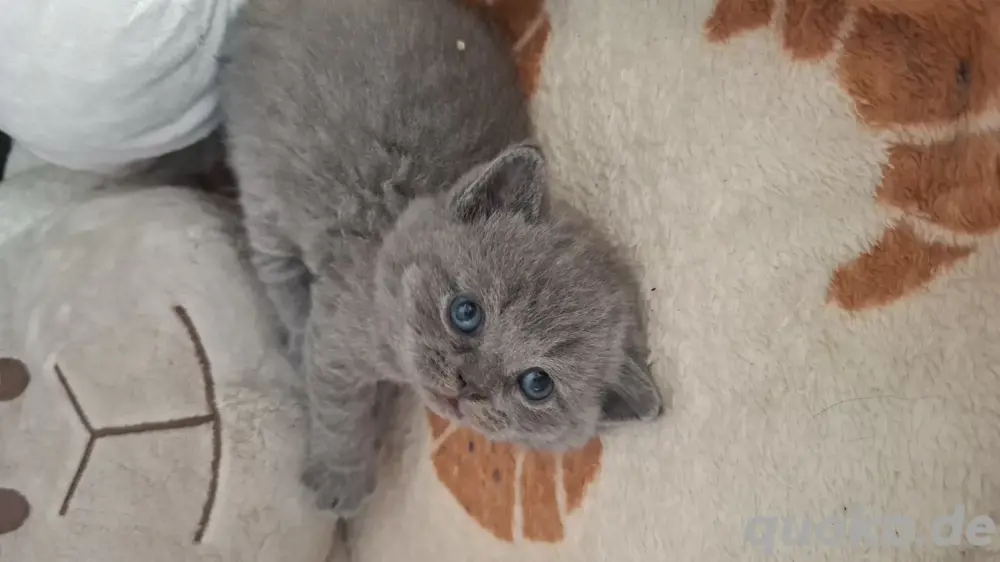 Reinrassige BKH Kitten Britisch Kurzhaar mit STAMMBAUM 