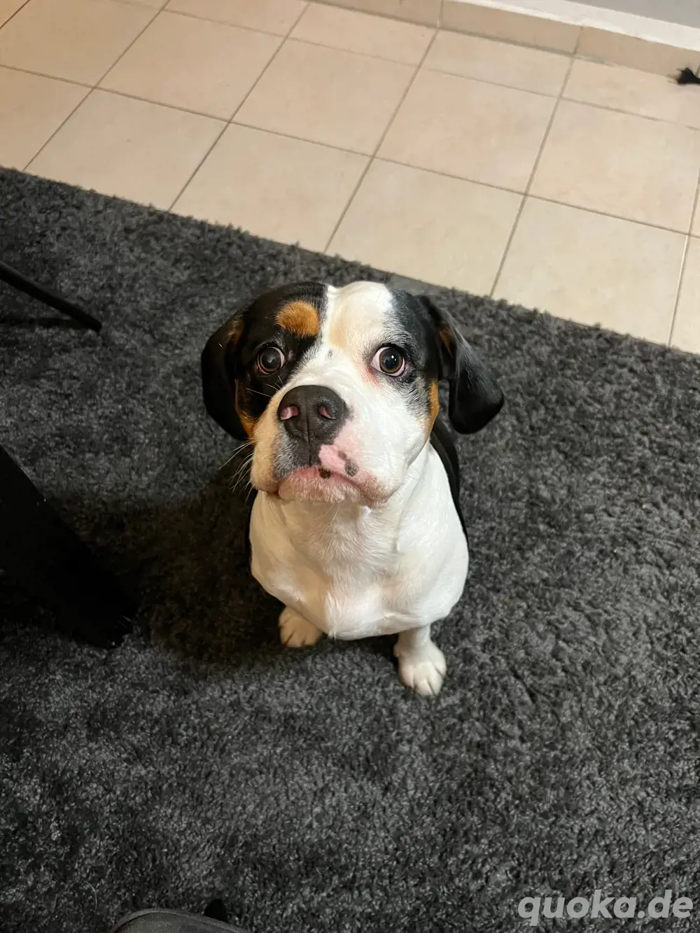 Cockerbull sucht neues Zuhause Cockerbull sucht neues Zuhause