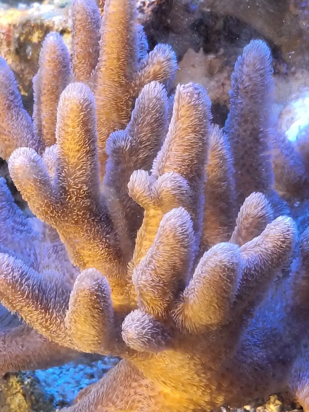 Korallenableger- Meerwasser- Sinularia asterolobata 