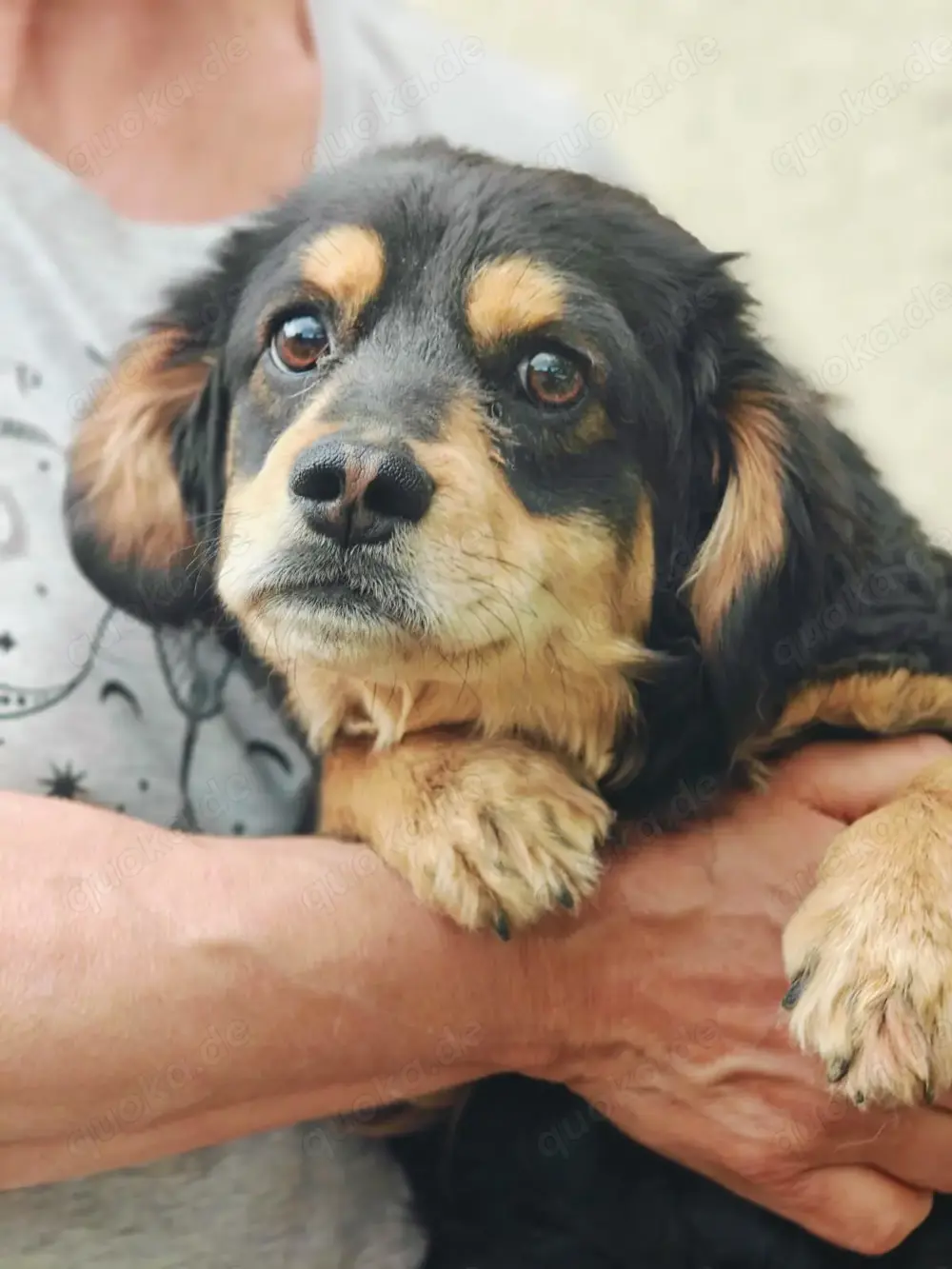 Dony - kleiner Hund sucht großes Herz