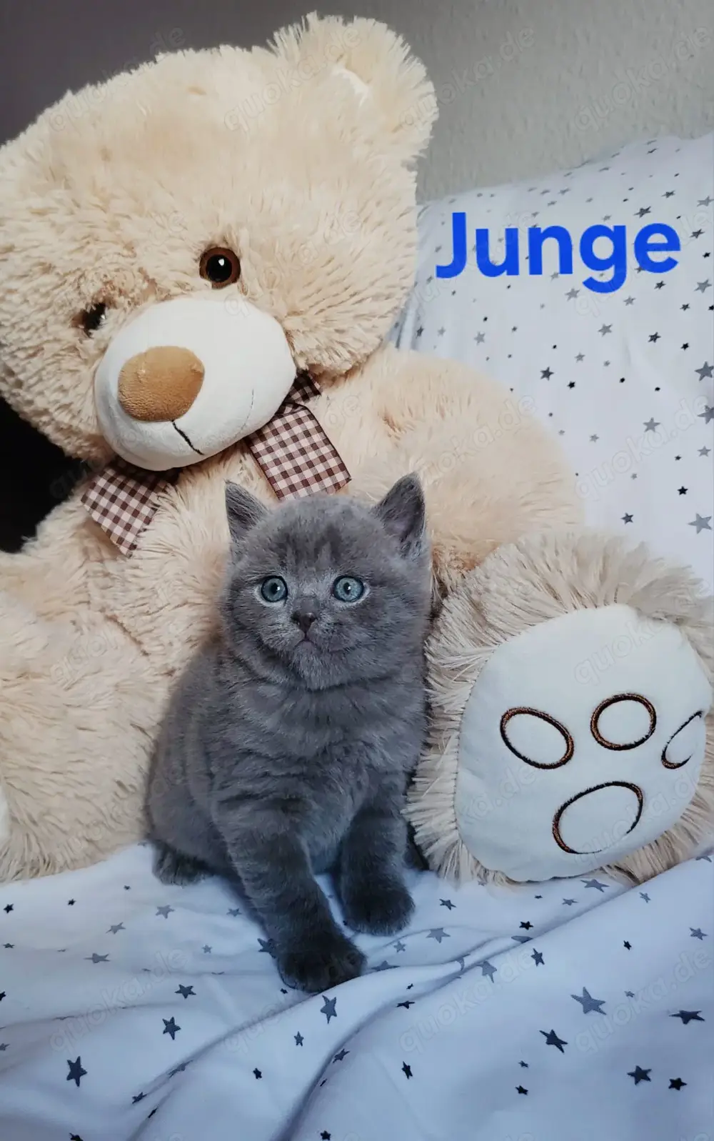 BKH Katzenbabys 