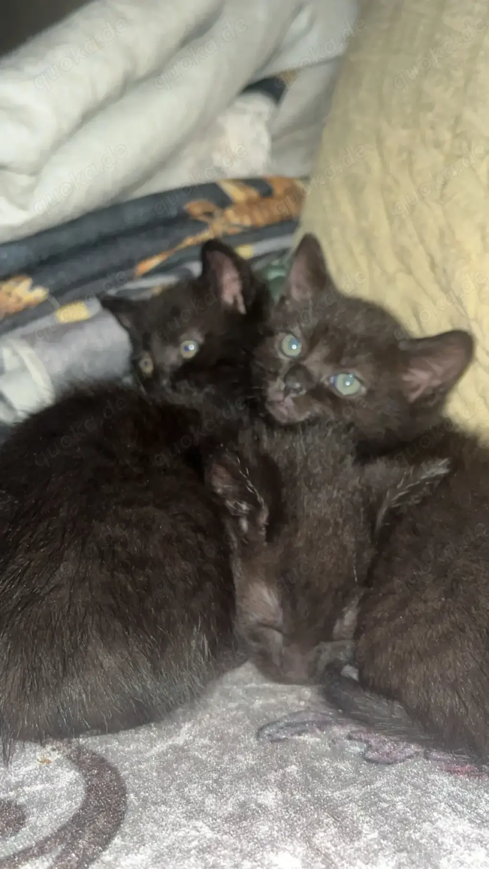Bombay Kitten suchen ein liebevolles Zuhause Bombay Kitten suchen ein liebevolles Zuhause