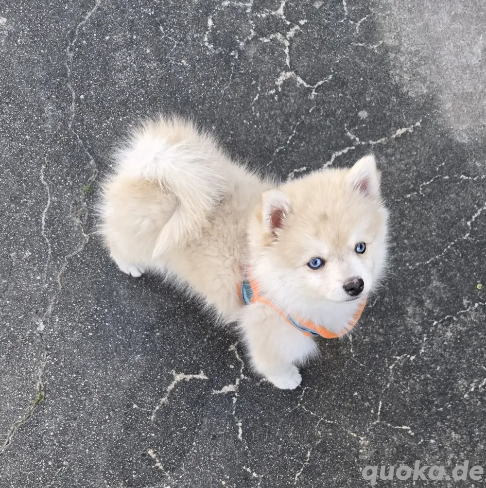 Auszugsbereit :) Pomsky F2 F3 blaue Augen 6kilo klein Auszugsbereit :) Pomsky F2 F3 blaue Augen 6kilo klein